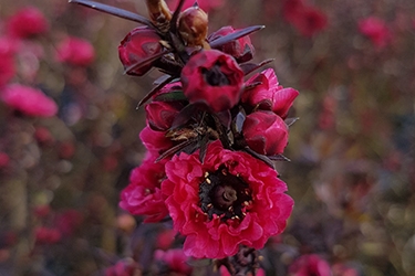 Leptospermum Burgundy Queen.jpg